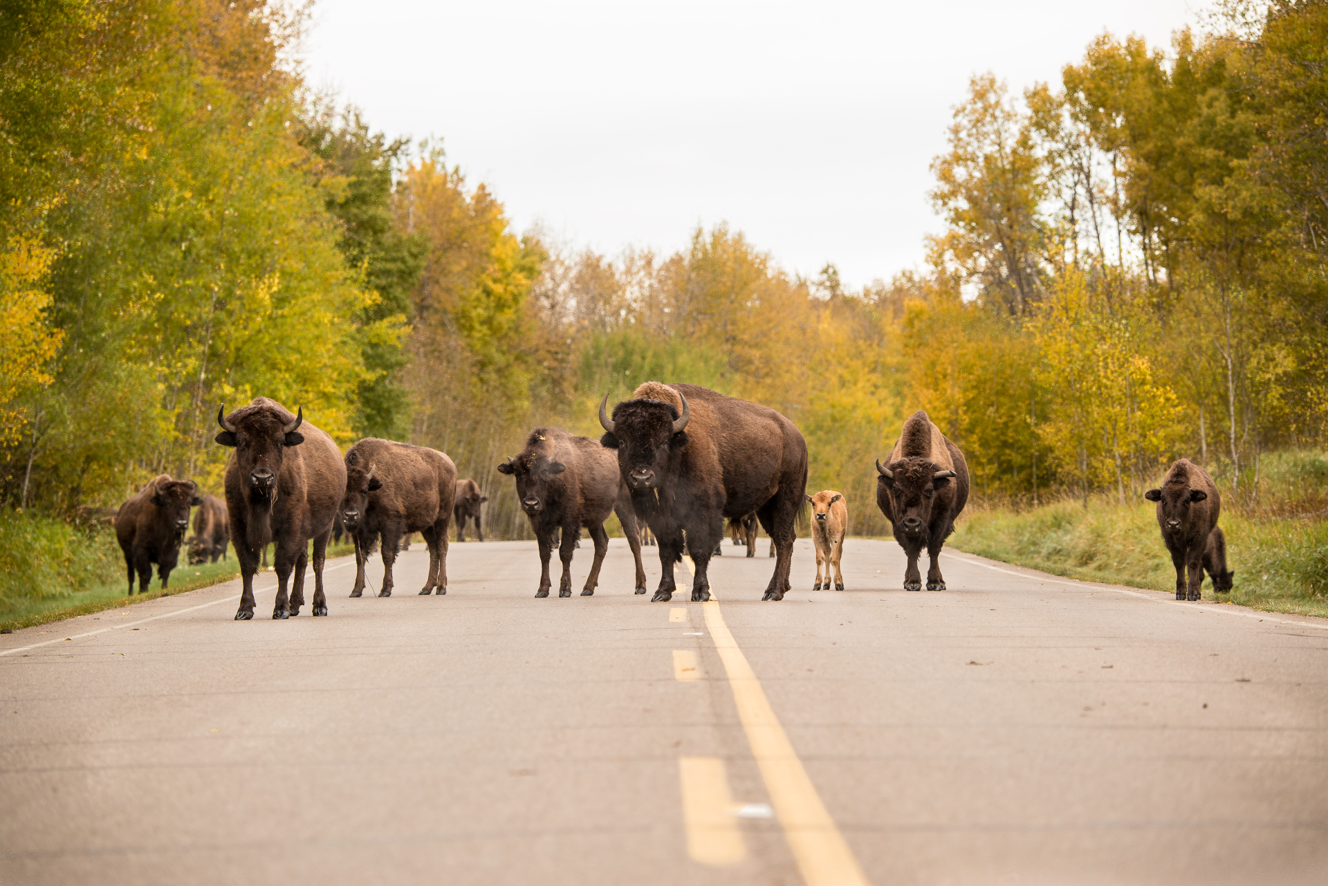 Elk Island Bizons | Edmonton